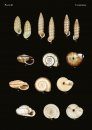 The Conchological Albums – Terrestrial Molluscs, Volume 5