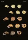 The Conchological Albums – Terrestrial Molluscs, Volume 5