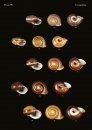 The Conchological Albums – Terrestrial Molluscs, Volume 5