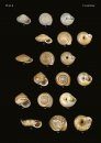 The Conchological Albums – Terrestrial Molluscs, Volume 6