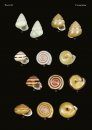 The Conchological Albums – Terrestrial Molluscs, Volume 6