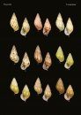The Conchological Albums – Terrestrial Molluscs, Volume 6