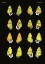 The Conchological Albums – Terrestrial Molluscs, Volume 6