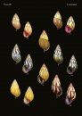 The Conchological Albums – Terrestrial Molluscs, Volume 6