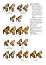Papilionidae Part 3 (Guide to the Butterflies of the Palearctic Region)