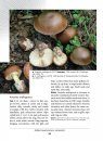 Larger Fungi in Eastern Tropical Africa