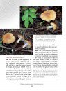 Larger Fungi in Eastern Tropical Africa