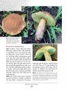 Larger Fungi in Eastern Tropical Africa
