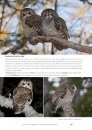 The Birds of Tierra del Fuego / Aves de Tierra del Fuego
