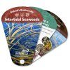 Ireland's Biodiversity: Intertidal Seaweeds
