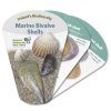 Ireland's Biodiversity: Marine Bivalve Shells