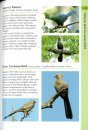 Birds of South Africa