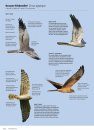 Handboek Europese Vogels: Alle Kenmerken in Beeld [Handbook of European Birds: All Characteristics in Pictures] (2-Volume Set)