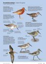 Handboek Europese Vogels: Alle Kenmerken in Beeld [Handbook of European Birds: All Characteristics in Pictures] (2-Volume Set)