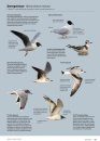 Handboek Europese Vogels: Alle Kenmerken in Beeld [Handbook of European Birds: All Characteristics in Pictures] (2-Volume Set)