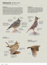 Handboek Europese Vogels: Alle Kenmerken in Beeld [Handbook of European Birds: All Characteristics in Pictures] (2-Volume Set)