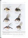 Manual of Afrotropical Diptera, Volume 3