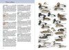 Aves de Europa [Birds of Europe]