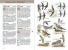 Aves de Europa [Birds of Europe]