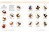 A Field Guide to Songbirds of North America