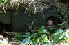 Hedgehog House with Feeding Shelter