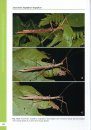 A Taxonomic Guide to the Stick Insects of Peninsular Malaysia, Volume 1