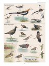 Waders of the Indian Subcontinent