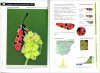 Guía de Identificación de las Gitanillas Ibéricas (Zygaena) [Identification Guide to Iberian Zygaenid Moths]