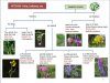 Wild Flower Flowcharts