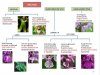 Wild Flower Flowcharts
