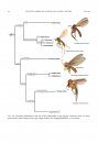 Phylogeny, Classification, Mesozoic Fossils, and Biogeography of the Leiinae (Diptera: Mycetophilidae)
