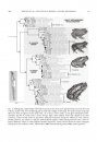 Evolution in the Genus Rhinella
