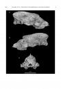 Cranial Morphology and Phylogenetic Relationships of Trigonostylops wortmani, an Eocene South American Native Ungulate