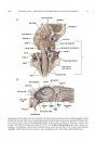 Cranial Morphology and Phylogenetic Relationships of Trigonostylops wortmani, an Eocene South American Native Ungulate