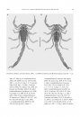 Systematic Revision of the Sand Scorpions, Genus Buthacus Birula, 1908 (Buthidae C.L. Koch, 1837) of the Levant, with Redescription of Buthacus arenicola (Simon, 1885) from Algeria and Tunisia