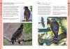 Birds of Bali, Sumatra and Java