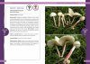 Hongos del Centro de Argentina: Guía Ilustrada de las Especies Más Comunes, Venenosas y Comestibles [Mushrooms of Central Argentina: Illustrated Guide to the Most Common, Poisonous and Edible Species]