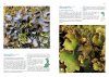 Lichens of Finland