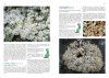 Lichens of Finland