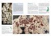 Lichens of Finland