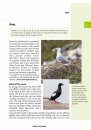 Crossbill Guide: Ireland