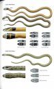 Field Guide to Snakes of the Middle East