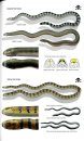 Field Guide to Snakes of the Middle East