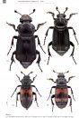De Nederlandse Aaskevers (Silphidae) [The Dutch Carrion Beetles]