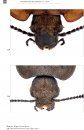 De Nederlandse Aaskevers (Silphidae) [The Dutch Carrion Beetles]