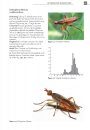 De Nederlandse Slakkendoders (Sciomyzidae) [The Snail-Killing Flies of the Netherlands]