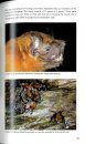 Pocket Guide to the Mammals of Costa Rica