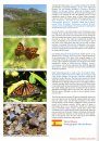 European Butterflies, Issue 5: Spring 2022