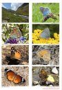 European Butterflies, Issue 5: Spring 2022
