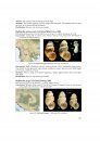 The Freshwater Gastropods of the West-Palaearctis, Volume 2